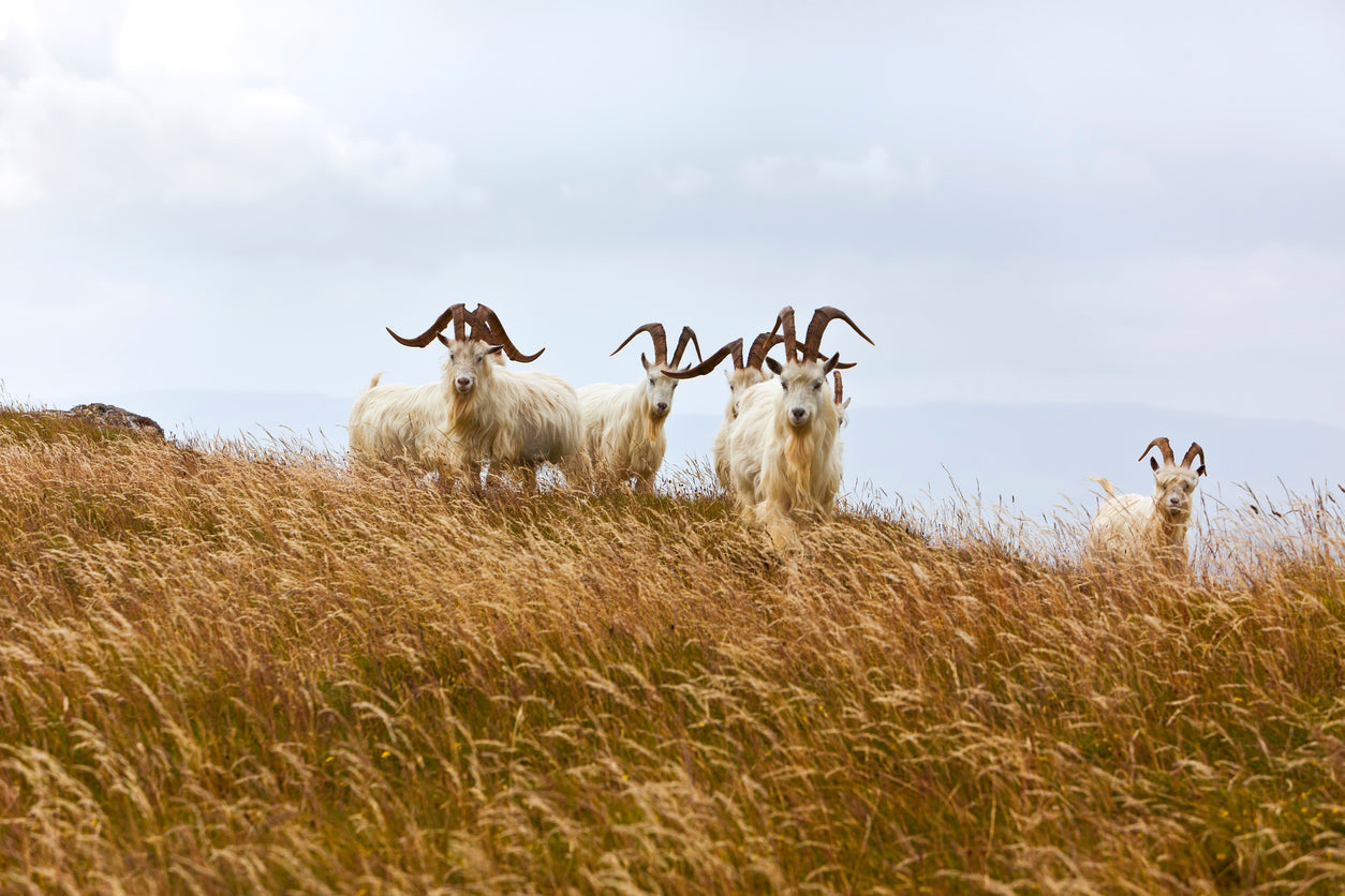 From Mountain to Yarn: What Defines True Cashmere